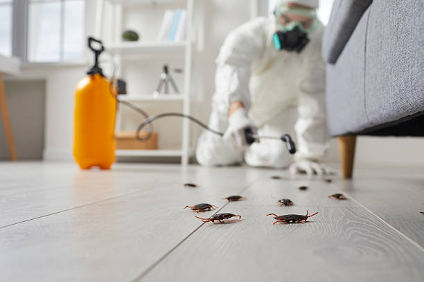 Post-Treatment Bed Bug Interceptor Monitoring in Coto de Caza